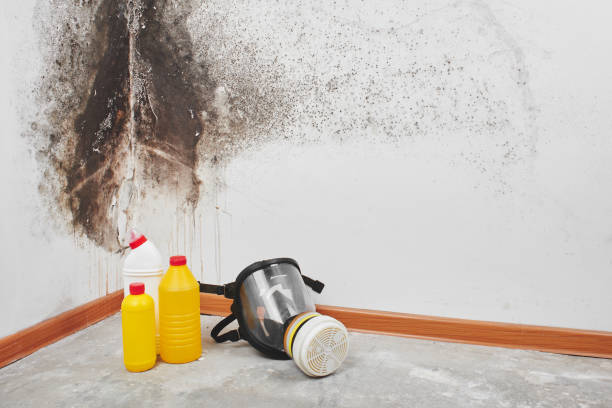 Best Certified Mold Removal  in South Barre, VT