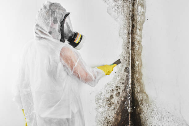 Best Emergency Mold Removal  in South Barre, VT