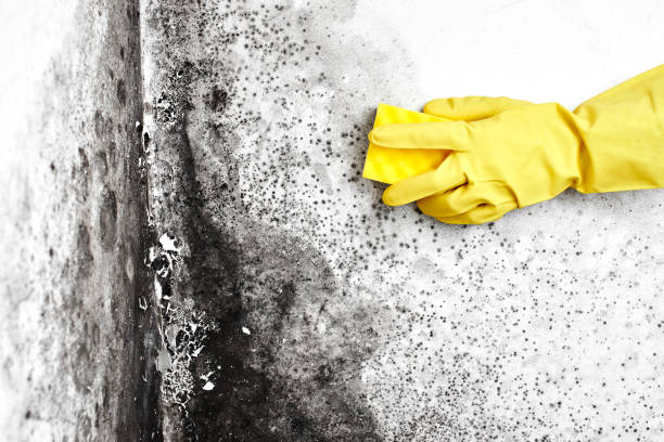 Best Local Mold Removal Service  in South Barre, VT