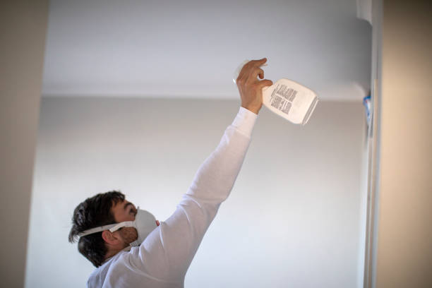 Best Same-Day Mold Removal  in South Barre, VT