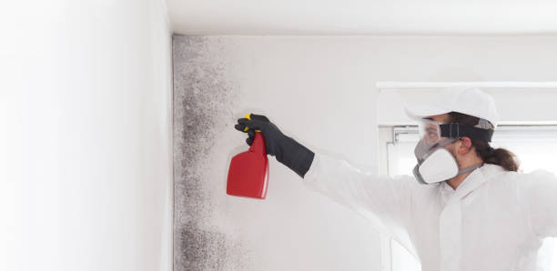 Best Mold Removal Near Me  in South Barre, VT