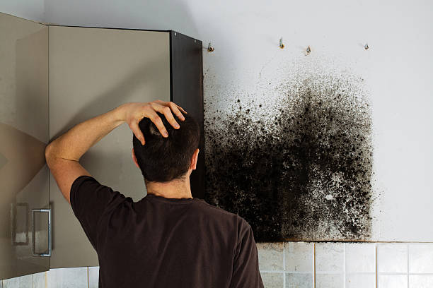 Best Residential Mold Removal  in South Barre, VT