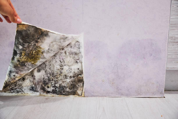 Professional Mold Removal in South Barre, VT